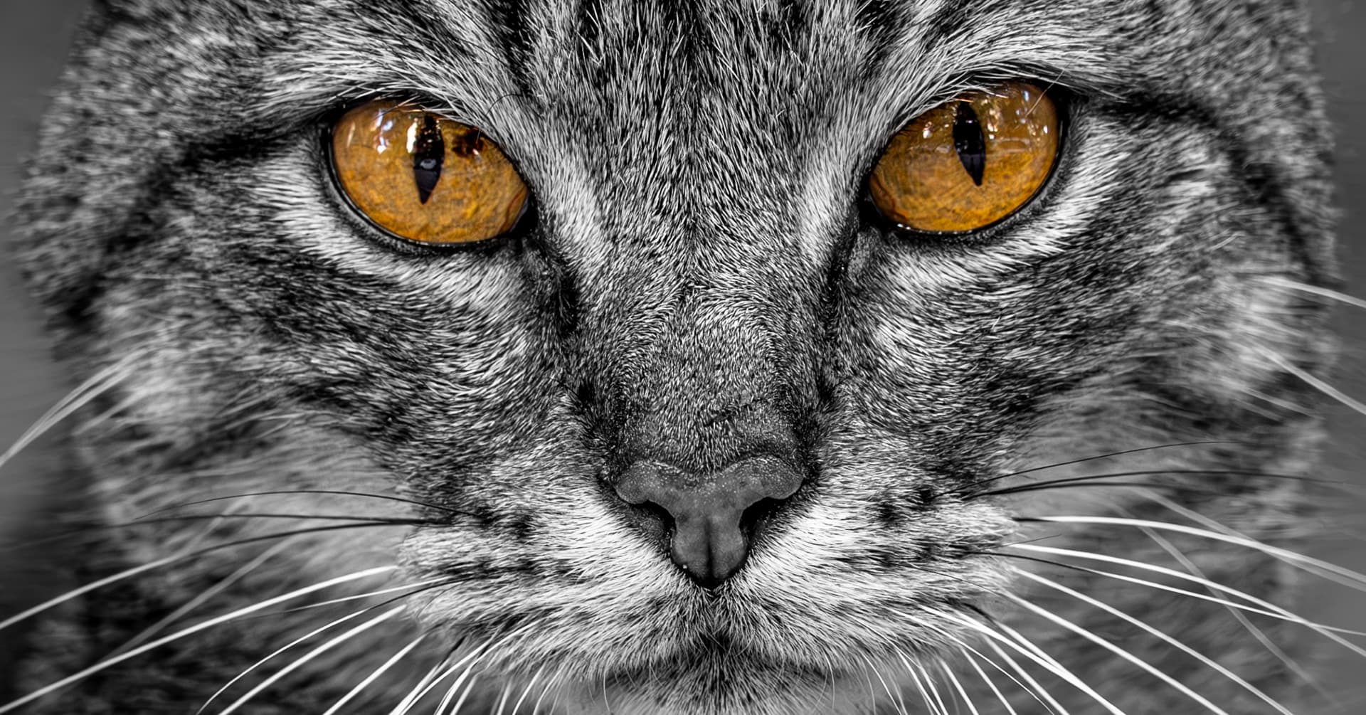 Elegance in Monochrome